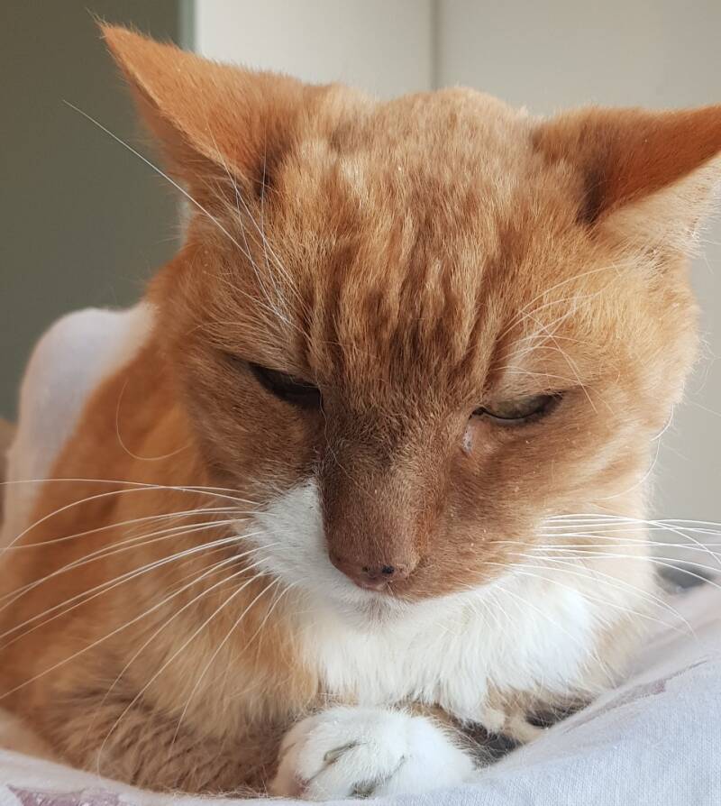 Kruising maine coon en Eureopese korthaar trimbehandeling Leek, Groningen