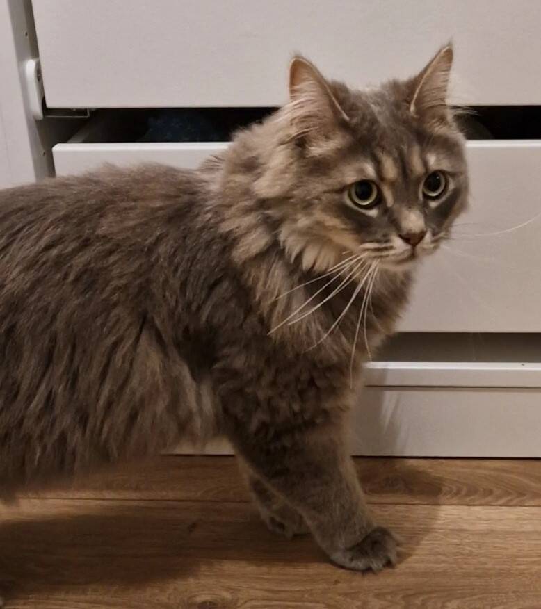 Siberische kat trimbehandeling Leek, Groningen