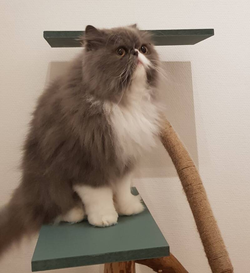 Exotic Longhair katten trimsalon Leek, Groningen