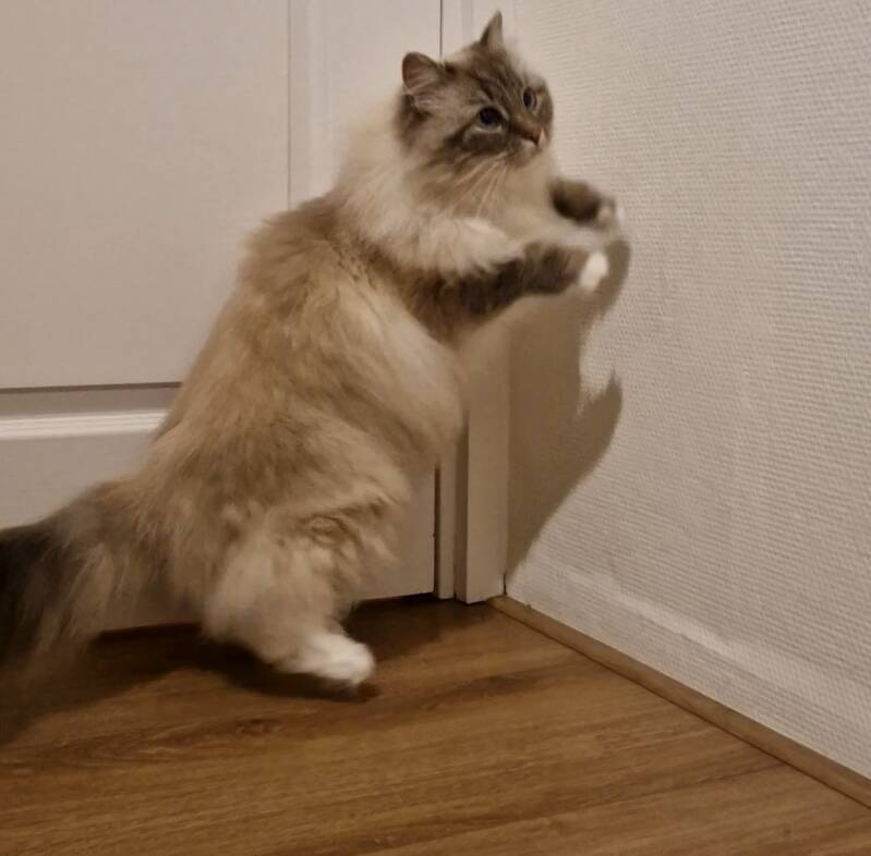 Ragdoll trimsalon Leek, Groningen