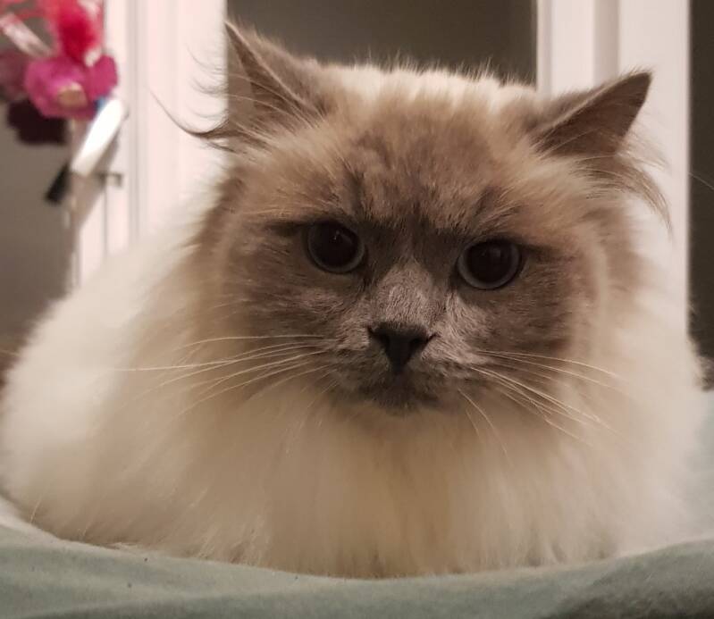 Ragdoll trimbehandeling Leek, Groningen