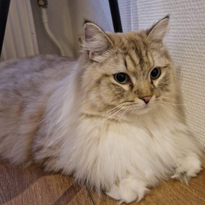 Ragdoll, katten trimsalon Leek, Groningen