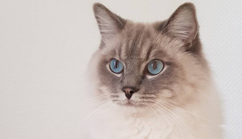 Kattentrimsalon leeuwarden