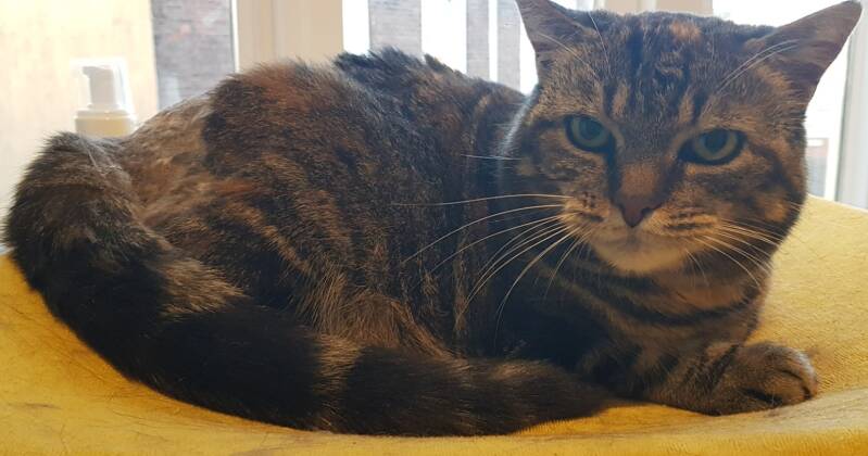 Europese korthaar katten trimsalon Leek, Groningen