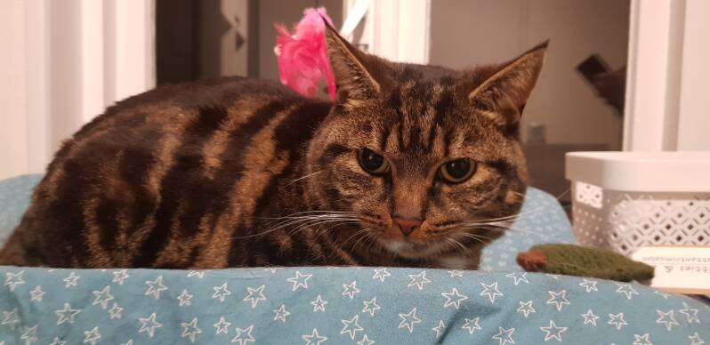 Europese korthaar katten trimsalon Leek, Groningen