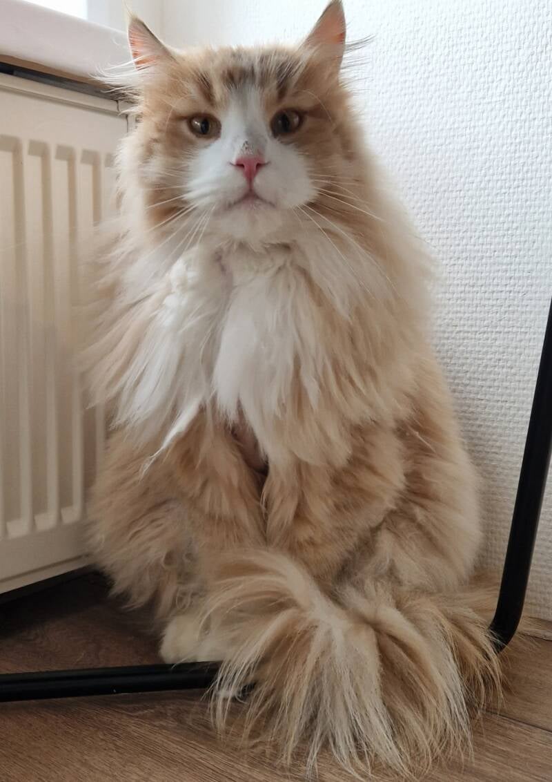 Kruising Maine Coon en Ragdoll kat trimbehandeling Leek, Groningen