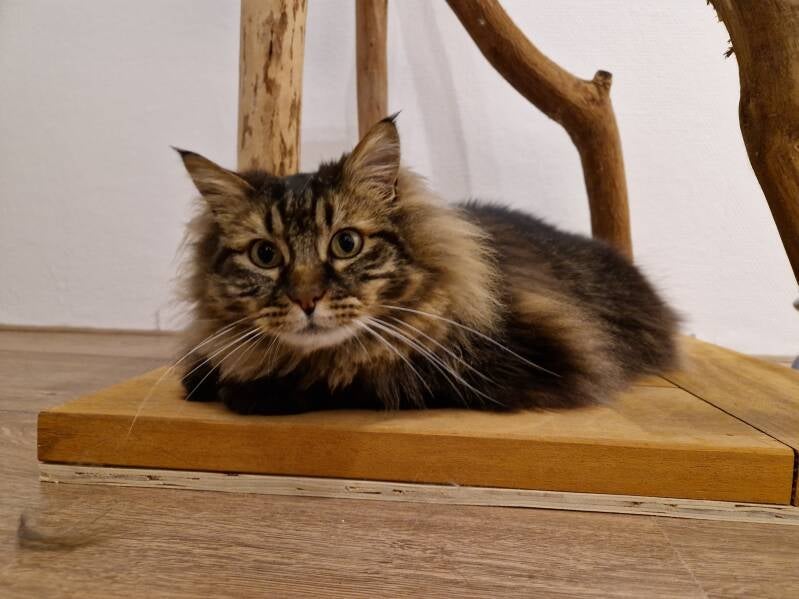 Noorsebos kat trimbehandeling Leek, Groningen