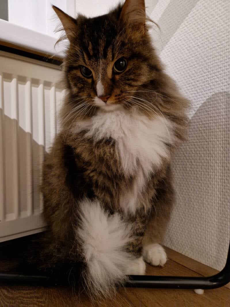 Half Noorse boskat, trimsalon Leek, Groningen