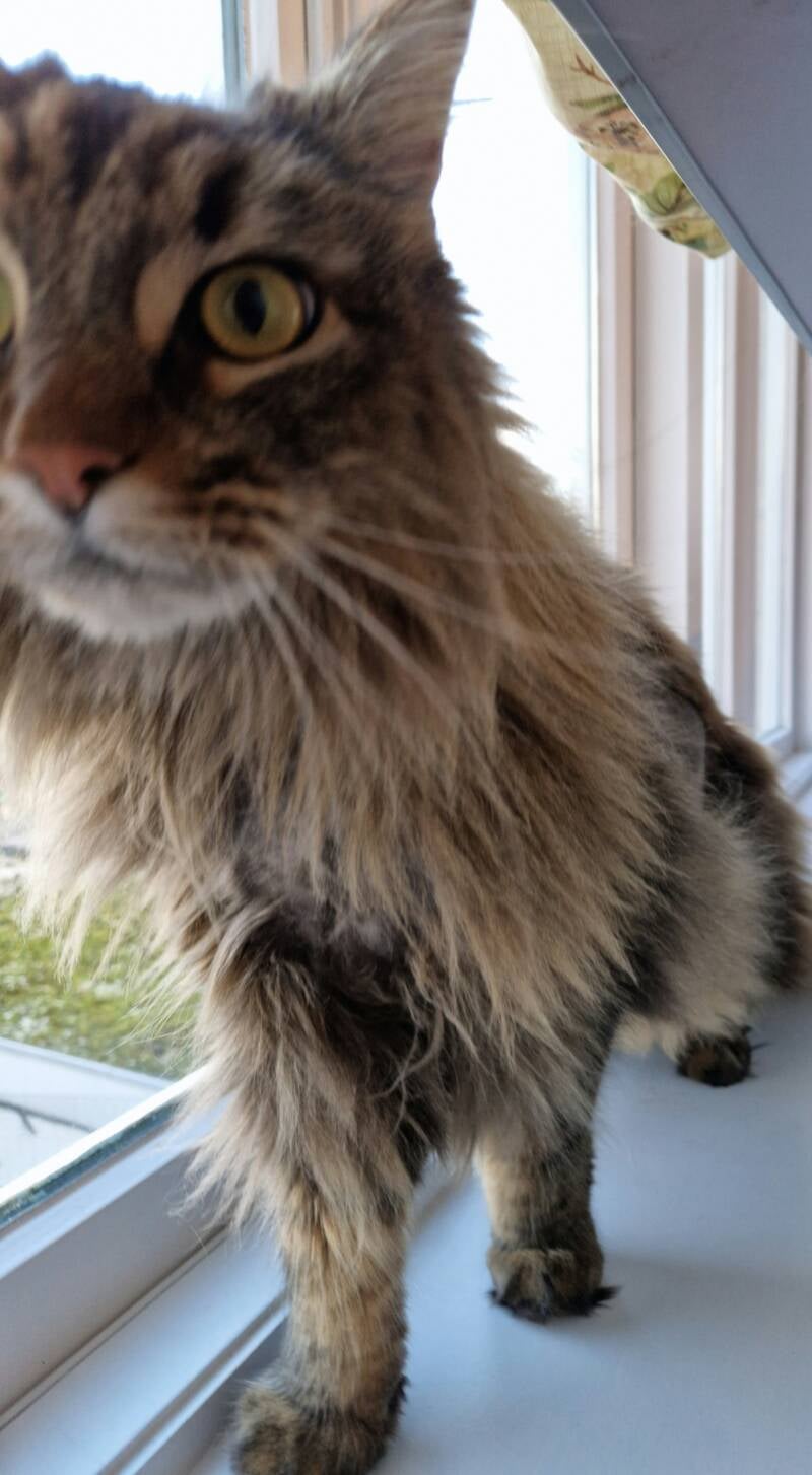 Maine coon, trimsalon Leek, Groningen