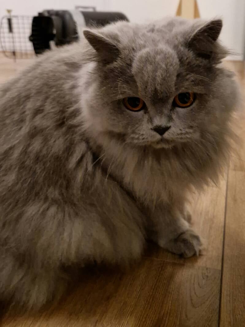 Britse Langhaar, trimsalon Leek, Groningen