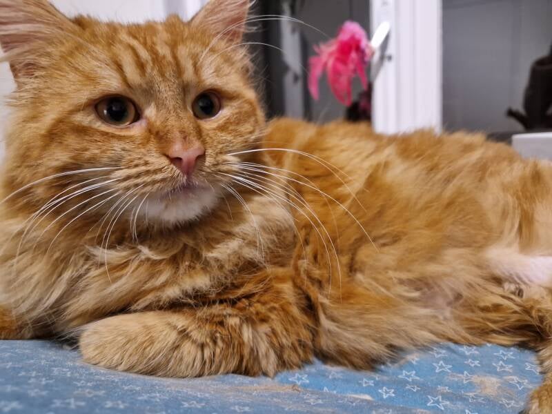 kruising europese korthaar en maine coon, katten trimsalon Leek, Groningen