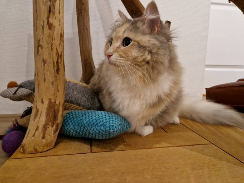 Kruising ragdoll / maine coon, katten trimsalon Leek, Groningen