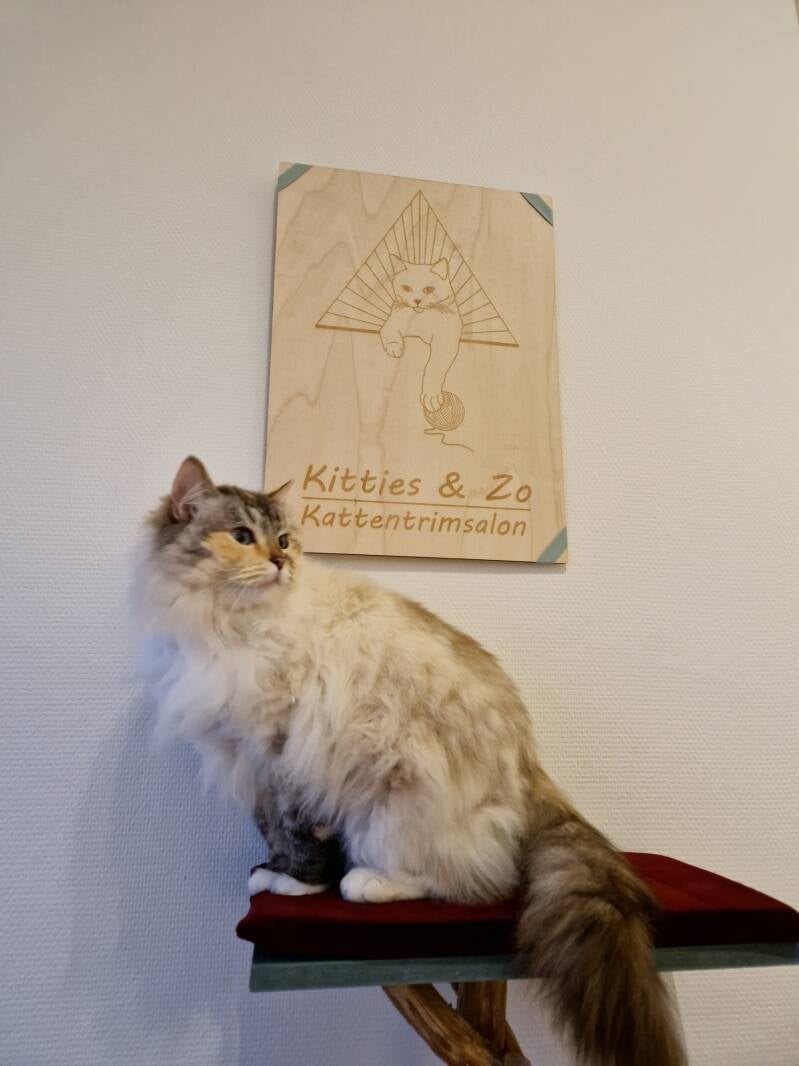 Ragdoll trimsalon Leek, Groningen