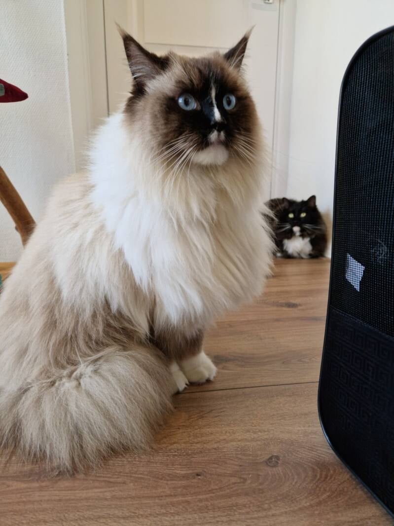 Ragdoll trimsalon Leek, Groningen