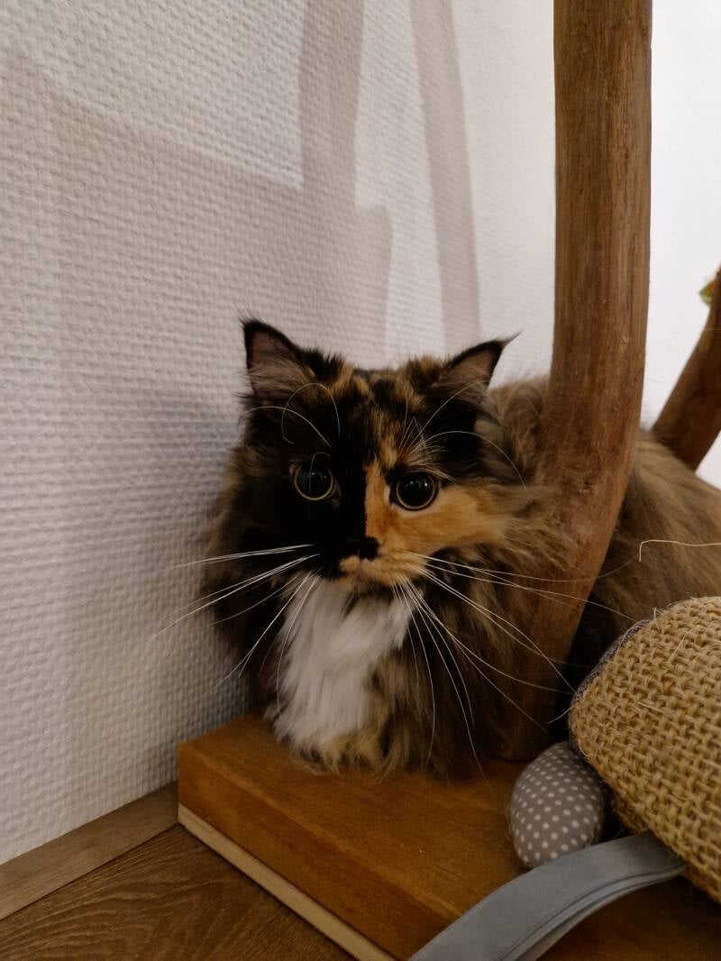 Kruising maine coon en britse langhaar, katten trimsalon Leek, Groningen