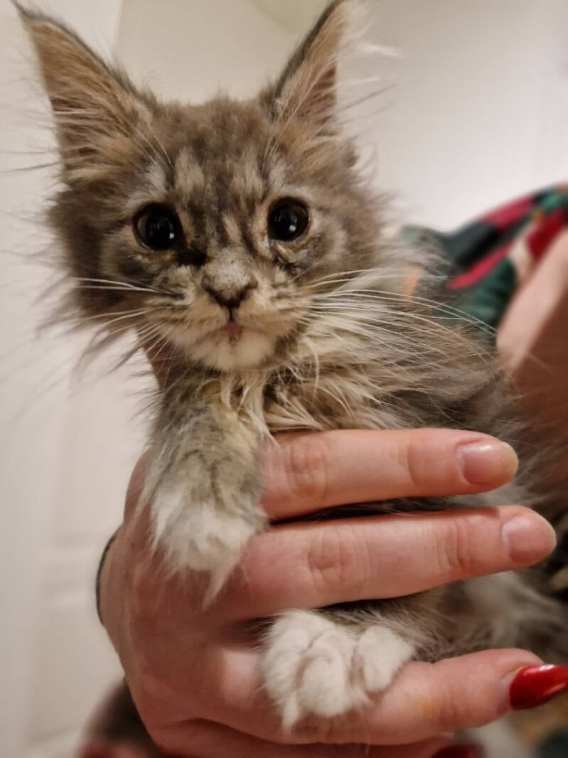 Britse langhaar trimsalon Leek, Groningen