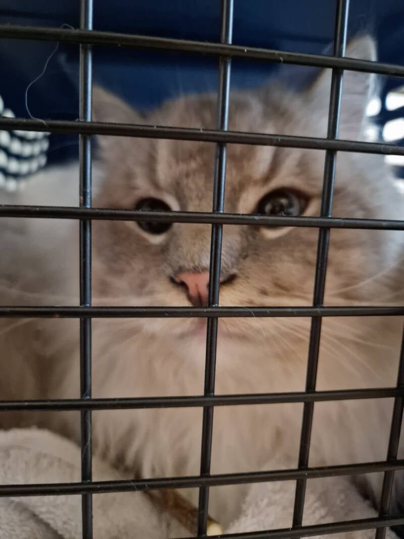 Ragdoll kat trimbehandeling Leek, Groningen