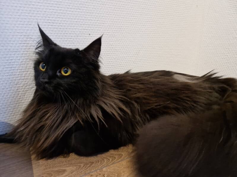 Kruising maine coon en noorse boskat, katten trimsalon Leek, Groningen