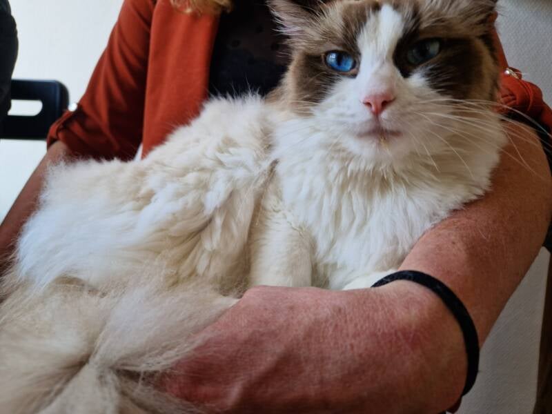 Ragdoll kat katten trimsalon Leek, Groningen