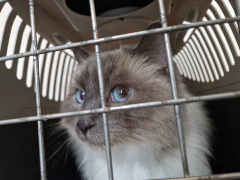 Ragdoll kat katten trimsalon Leek, Groningen