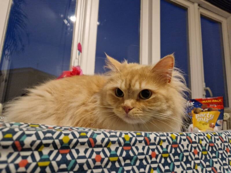 Ragdoll trimsalon Leek, Groningen