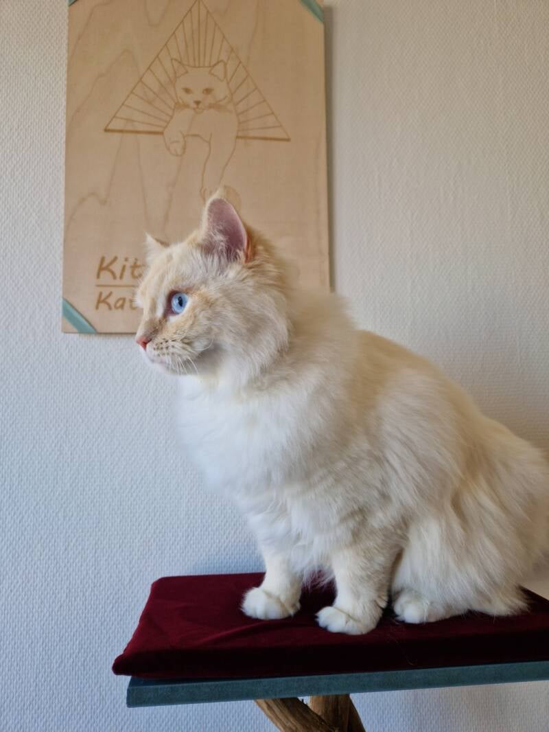 Ragdoll katten trimsalon Leek, Groningen