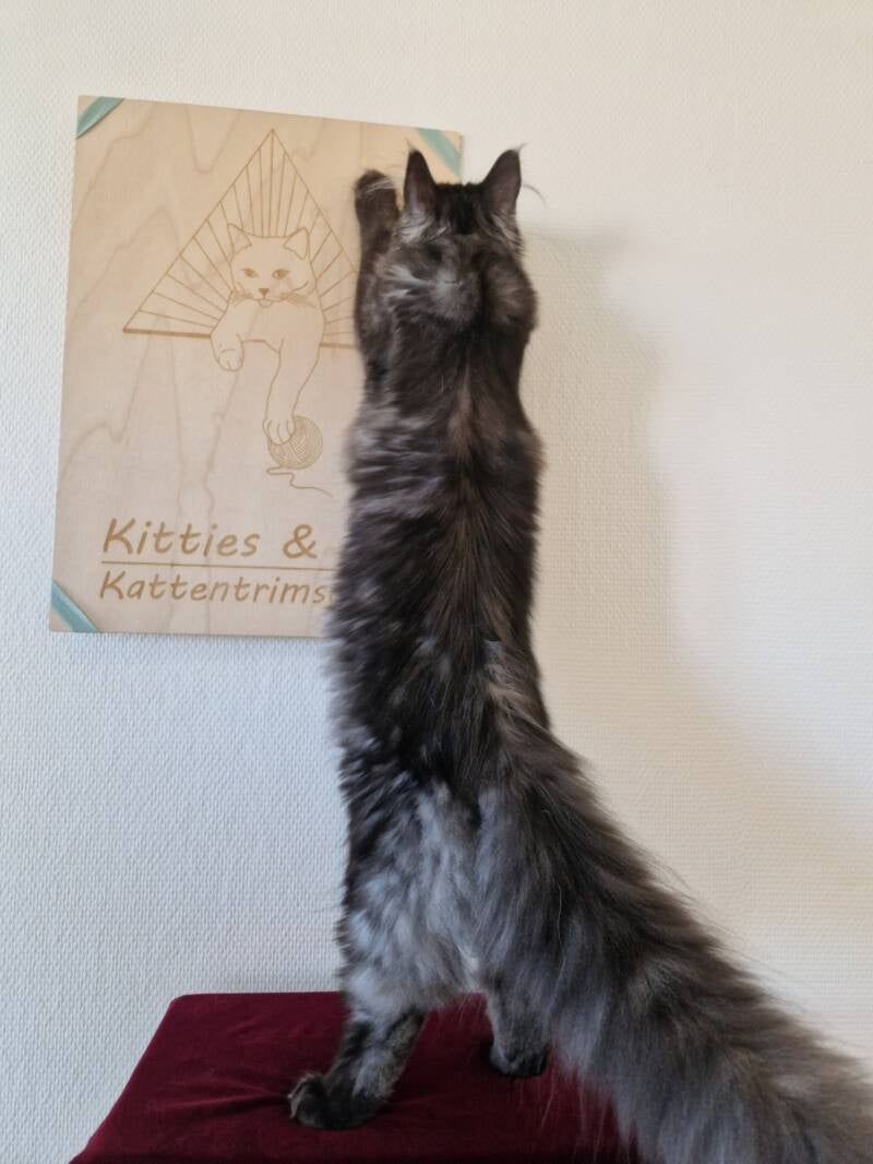 Maine Coon, katten trimsalon Leek, Groningen