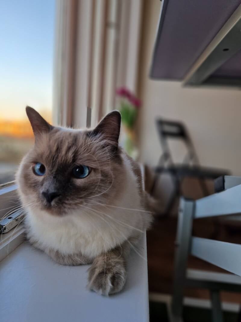 Ragdoll katten trimsalon Leek, Groningen