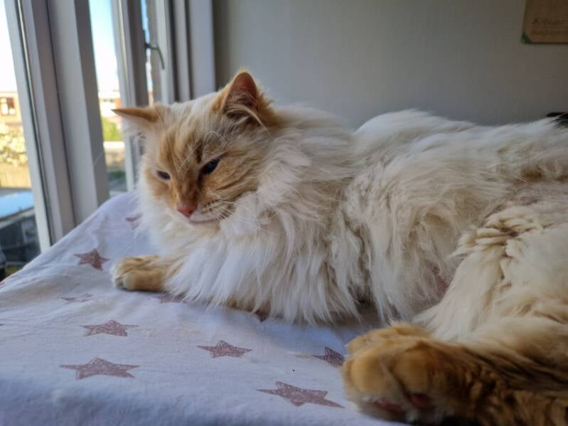 Ragdoll katten trimsalon Leek, Groningen