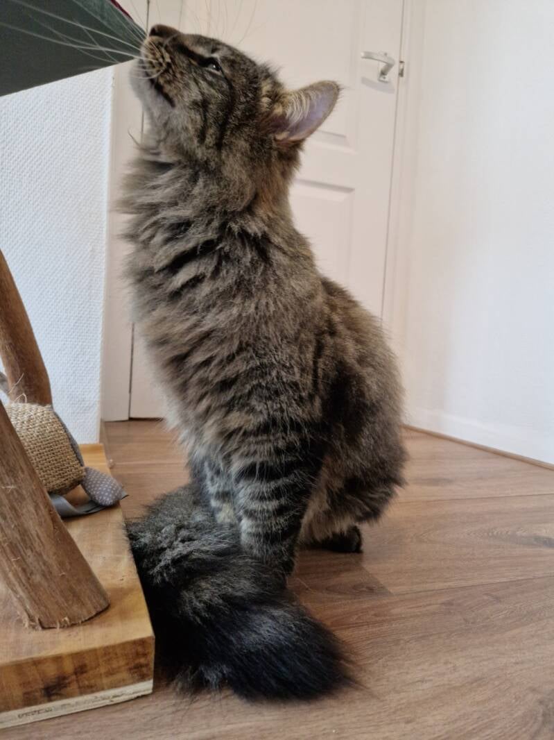 Noorse Boskat katten trimsalon Leek, Groningen