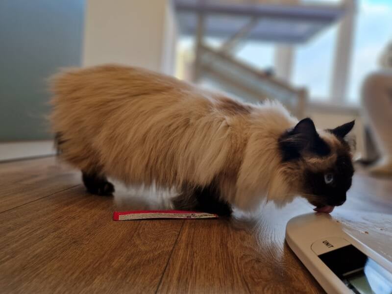 Ragdoll kruising katten trimsalon Leek, Groningen