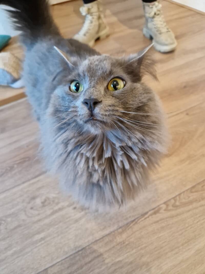 Ragdoll katten trimsalon Leek, Groningen