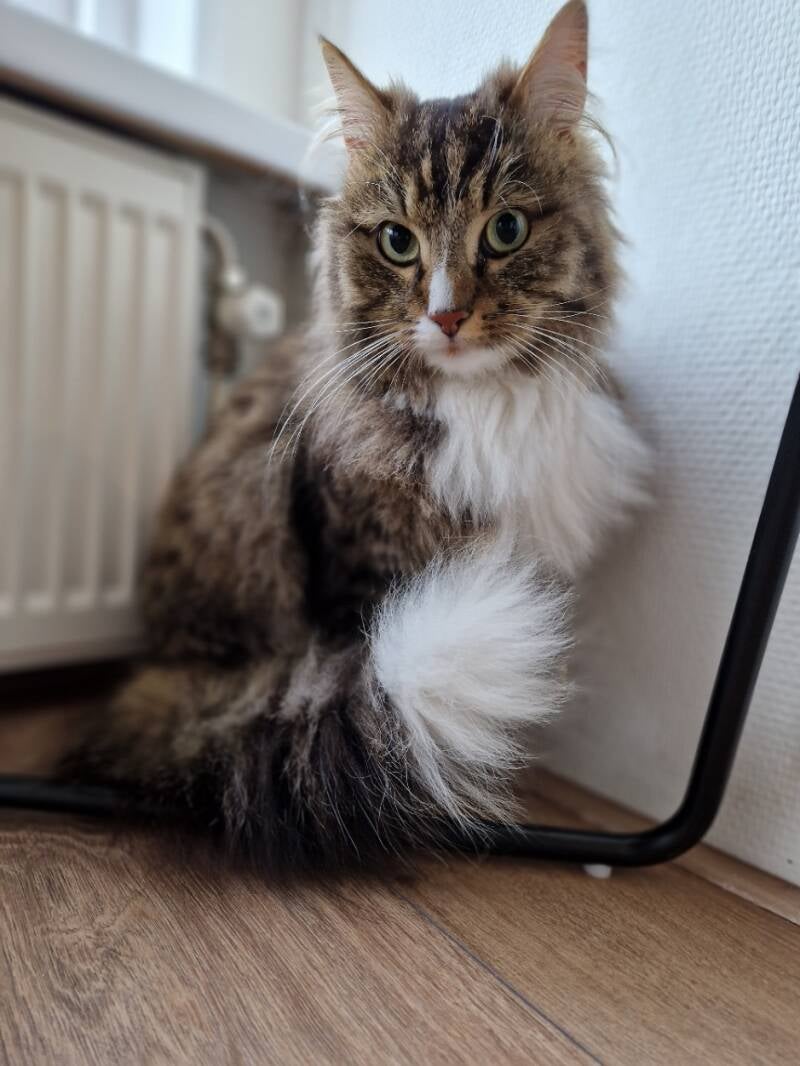 Half Noorse boskat katten trimsalon Leek, Groningen