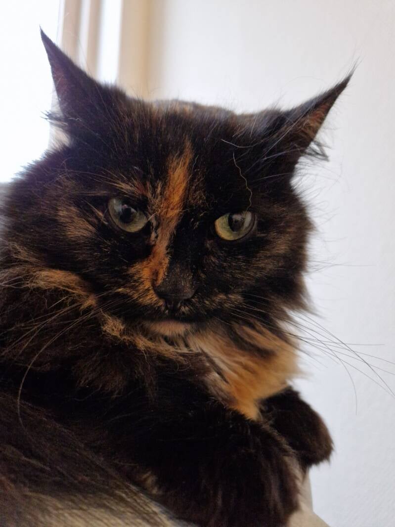 Maine Coon katten trimsalon Leek, Groningen