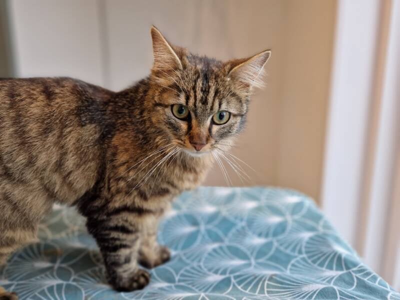 katten trimsalon Leek, Groningen