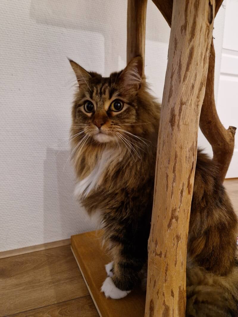 Maine Coon katten trimsalon Leek, Groningen