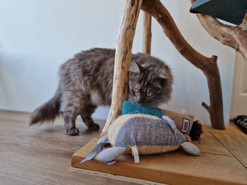 Kruising Maine Coon Ragdoll en Britse Langhaar katten trimsalon Leek, Groningen