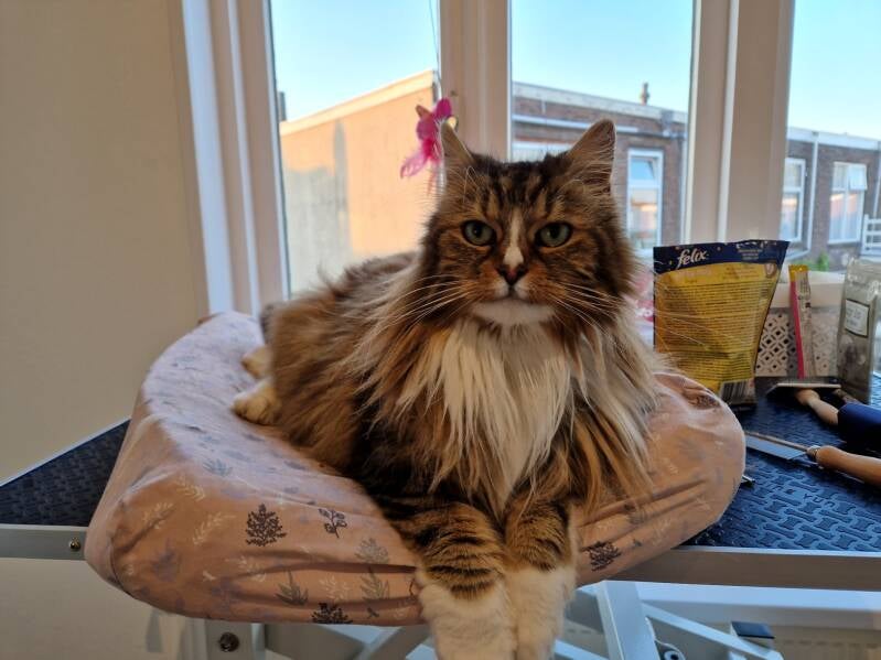 Kruising Maine Coon Europese korthaar katten trimsalon Leek, Groningen