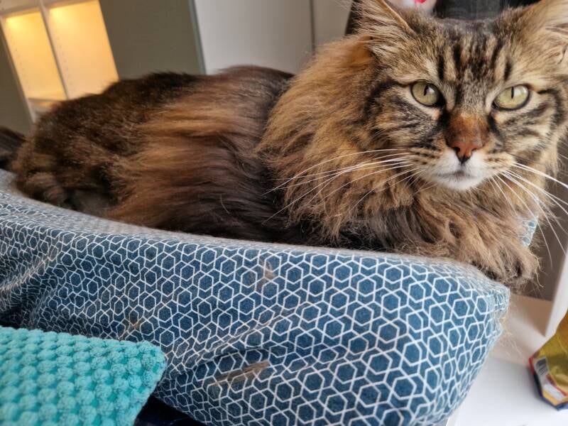 Noorse Boskat katten trimsalon Leek, Groningen