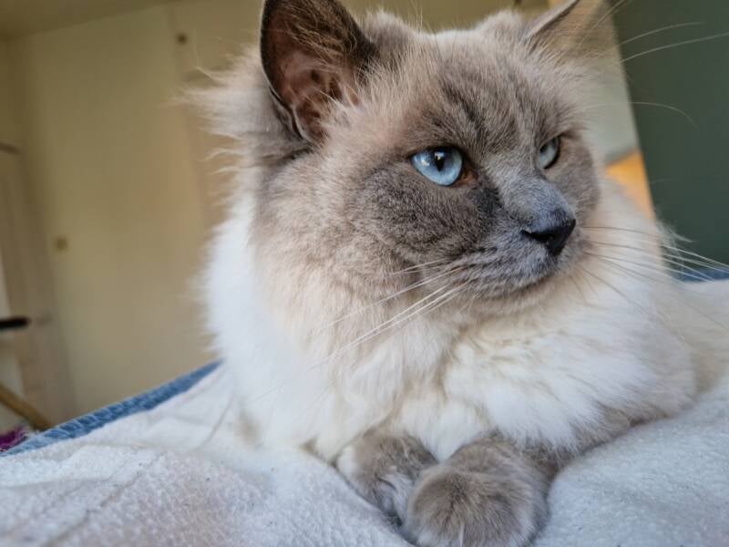 Ragdoll katten trimsalon Leek, Groningen
