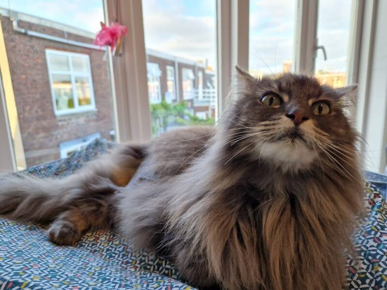 Kruising Maine Coon en Noorse Boskat katten trimsalon Leek, Groningen