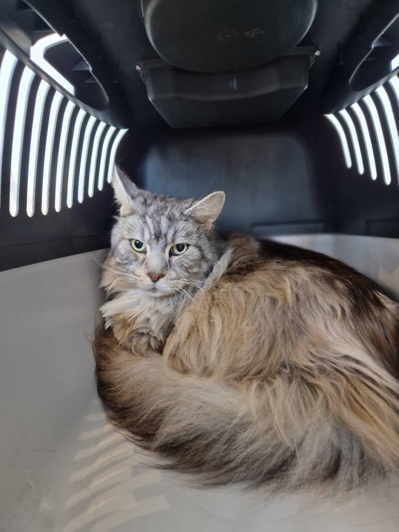 Maine Coon katten trimsalon Leek, Groningen