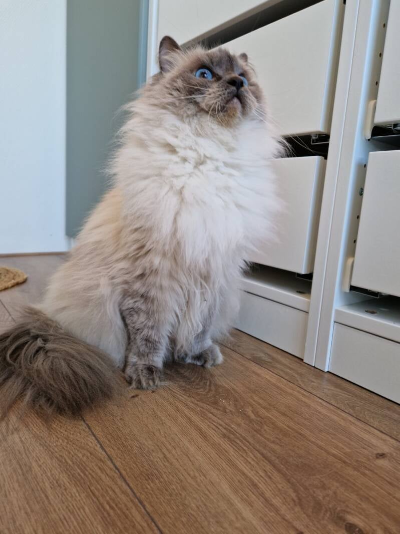 Ragdoll katten trimsalon Leek, Groningen
