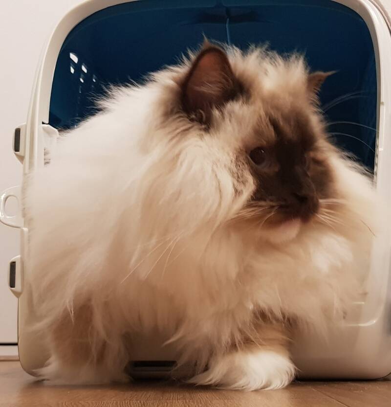 kruising ragdoll en perzische kat trimbehandeling Leek, Groningen