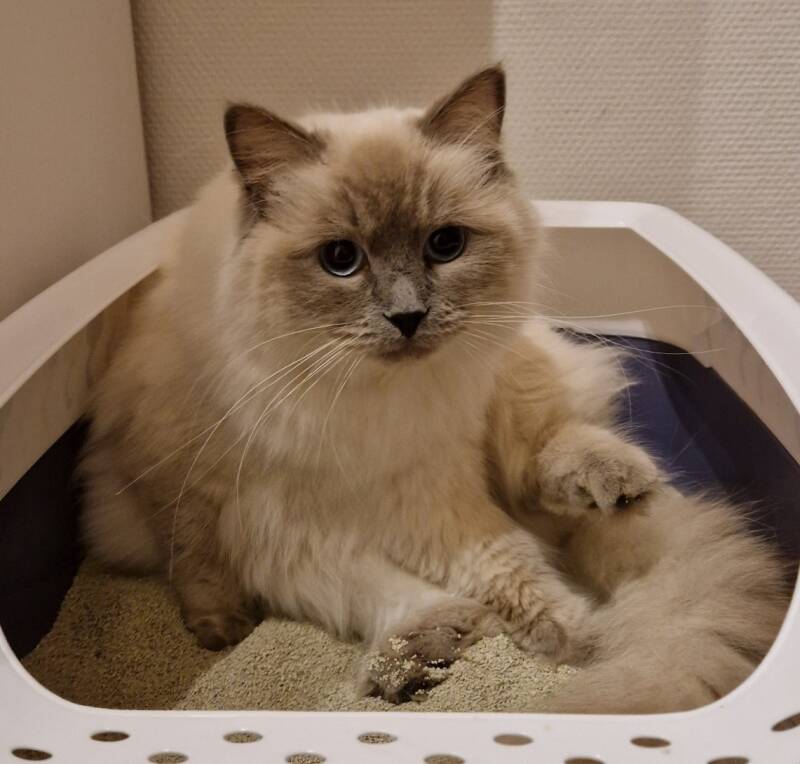 Ragdoll kat trimbehandeling Leek, Groningen