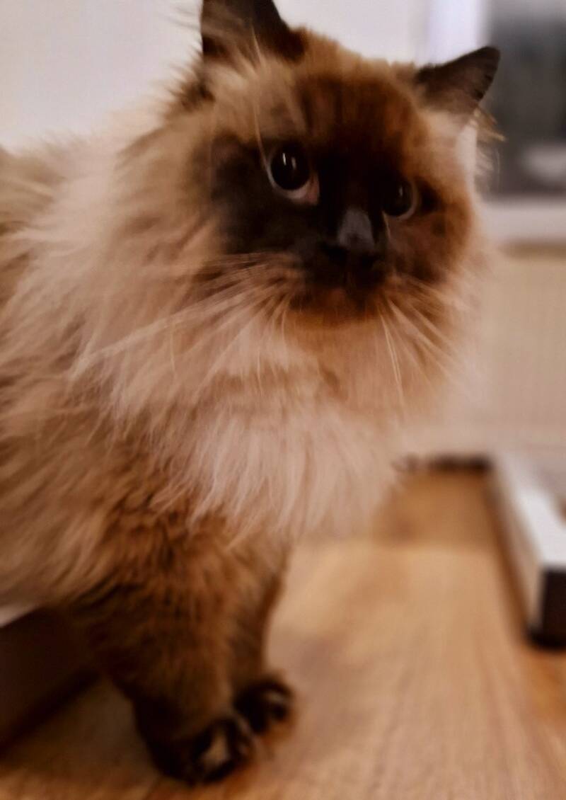 Ragdoll kat trimbehandeling Leek, Groningen