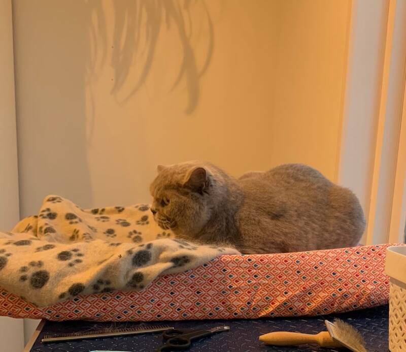 Britse korthaar, katten trimsalon Leek, Groningen