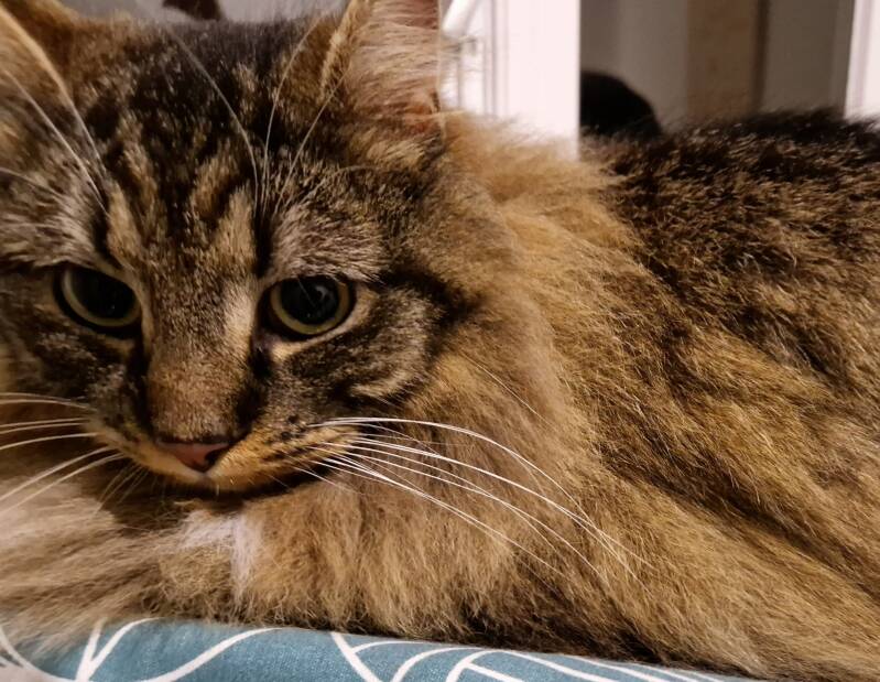 Halve maine coon, trimsalon Leek, Groningen