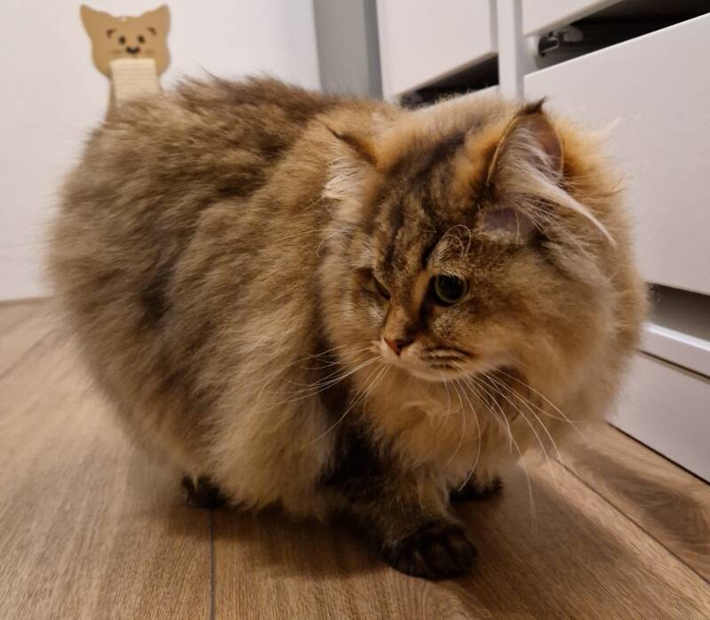 Kruising ragdoll en britse langhaar, trimsalon Leek, Groningen