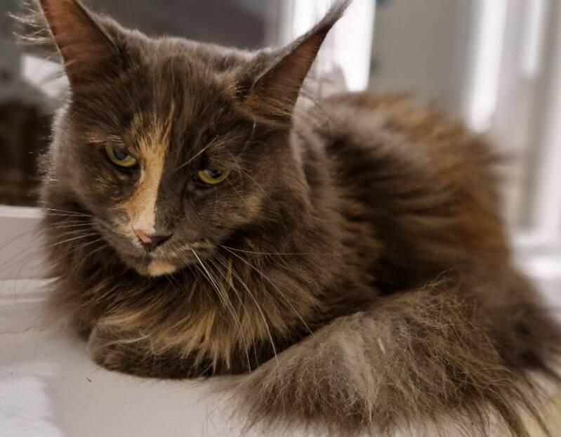 Maine coon, trimsalon Leek, Groningen